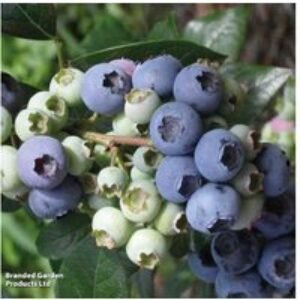 Blueberry 'Elliot' - Hardy Fruit Shrub