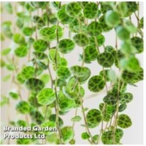 String of Turtles (Peperomia prostrata) Houseplant in Decorative Basket | Wowcher