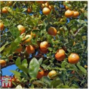 Rangpur Lime Citrus Tree - Hardy Aromatic Fruit & Leaf Plant | Wowcher