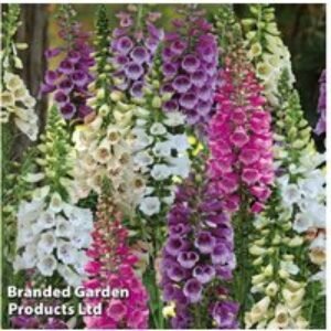 Cottage Garden Foxglove 'Dalmatian Mixed' - Flowering Perennial Plug Plants (30 or 60 Pack) | Wowcher