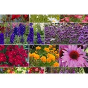 Rainbow Perennial Flowering Plants Collection - 60 or 120 Hardy Varieties | Wowcher