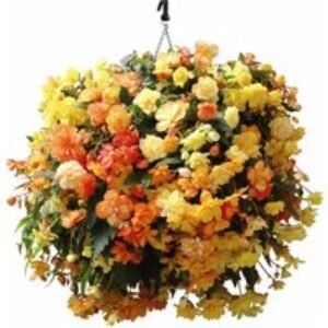 Begonia Apricot Shades Improved Plugs - 12