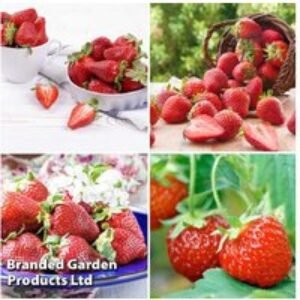 All Season Strawberry Plants - Hardy