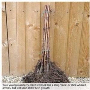 Raspberry Full Season Plants - British-Bred