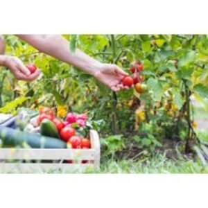 Online Vegetable Gardening Diploma Course - CPD Certified | Wowcher