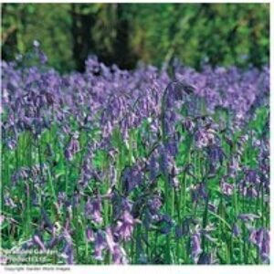 English Bluebell Bulbs (Hyacinthoides non-scripta) - Perennial