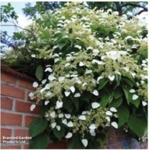 Climbing Hydrangea Petiolaris - Hardy Shade-Loving Flowering Climber | Wowcher
