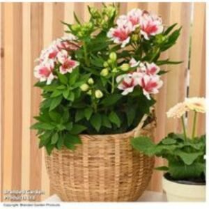 Alstroemeria Inticancha Maya Pink Blush - Hardy Perennial Flowering Plant | Wowcher