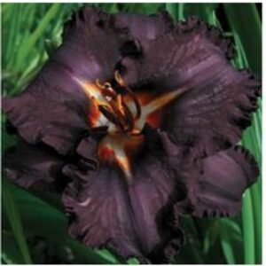 Hemerocallis 'Longfield's Black Magic' - Perennial Flowering Bare Root Plant (Up to 6 Pack) | Wowcher
