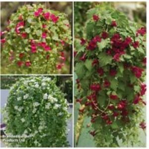 Lophospermum 'Lofos Compact Trio' Flowering Plug Plants - 3 or 6 Pack | Wowcher