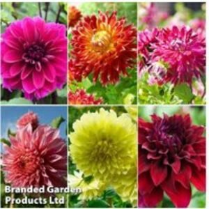 Dahlia 'Delightful Dinner Plate' Flowering Perennial Tubers | Wowcher