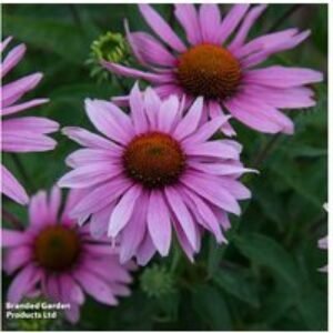 Echinacea 'Nectar Pink' Perennial Flowering Plants - 12 or 24 Pack | Wowcher