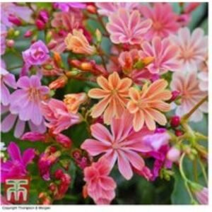 Lewisia 'Elise Mixed' Flowering Perennial Plants - 12 or 24 Pack | Wowcher