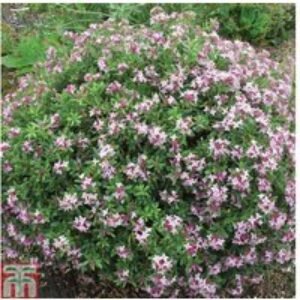 Daphne x transatlantica 'Pink Fragrance' Flowering Shrub - Compact