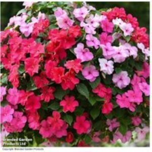 Busy Lizzie 'Raspberry Sundae' Bedding Plants - Up to 42 Plug Plants