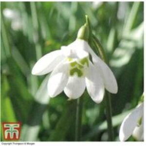 Double Snowdrop 'Flore Pleno' Bulbs - Perennial