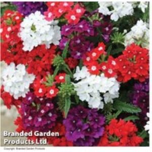 Verbena 'Quartz Mixed' F1 Hybrid - Flowering Bedding Plants (30 or 60 Pack) | Wowcher