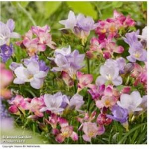 Freesia 'Passion River' Flowering Bulbs - 25 or 50 Pack