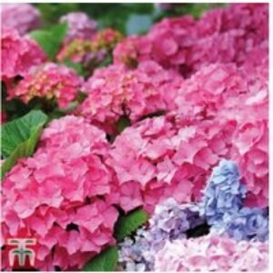 Hydrangea macrophylla 'Early Pink' Flowering Shrub - 1 or 2 Plants | Wowcher