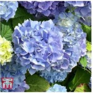 Hydrangea macrophylla 'Early Blue' Flowering Shrub - Hardy
