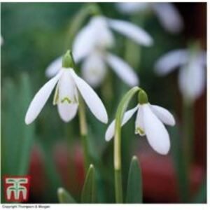 Single-Flowered Snowdrop Bulbs - Perennial Spring Flowering Plant | Wowcher