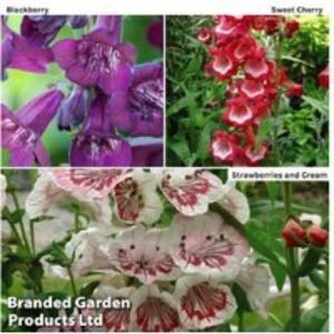 Penstemon 'Ice Cream Collection' Flowering Perennial Plug Plants - 3