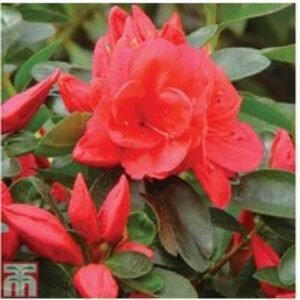 Dwarf Azalea Evergreen Shrubs - 4 Potted Flowering Plants | Wowcher