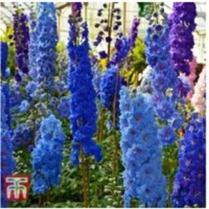 Delphinium Pacific Giants Mixed - Hardy Perennial Flowering Plants | Wowcher