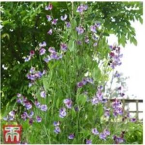 Sweet Pea 'Three Times As Sweet' Flowering Annual Plug Plants | Wowcher
