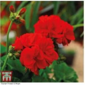 Geranium 'Power Red' - Hardy Flowering Perennial Plants (5 or 10 Pack) | Wowcher
