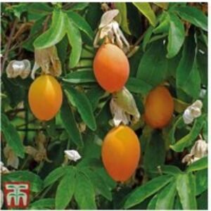 Passiflora caerulea Passion Flower - Exotic Climbing Plant