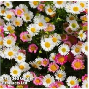 Perennial Erigeron Daisy Plants - Long-Flowering
