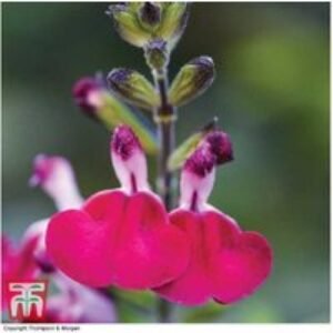 Salvia Microphylla 'Cherry Lips' - Flowering Perennial Plug Plants (3 or 9 Pack) | Wowcher