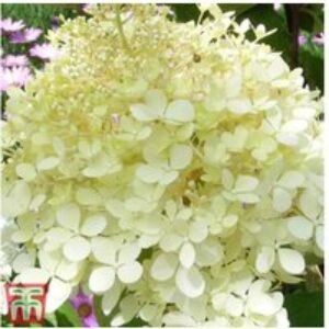 Hydrangea Paniculata 'Phantom' Flowering Shrub - Large Blooms