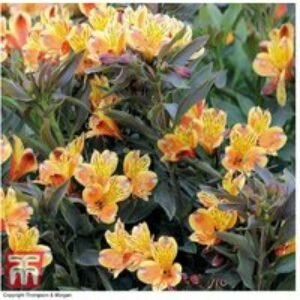 Alstroemeria 'Summer Breeze' Hardy Perennial - Long-Flowering Border Plant | Wowcher