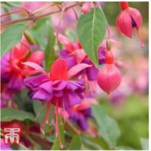 Hardy Fuchsia Plug Plants - Flowering Perennial for Borders & Containers | Wowcher