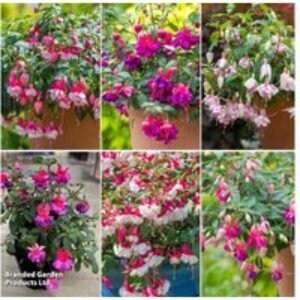 Fuchsia Patio Dancers Double-Flowered Trailing Collection | Wowcher