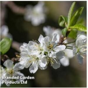 Plum Victoria Patio Standard Tree - Heavy-Yielding British Fruit | Wowcher