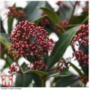 Skimmia japonica 'Rubella' Evergreen Flowering Shrub - 1