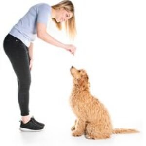 Online Dog Behaviour & Training Course - CPD Certified! | Wowcher