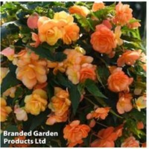 Begonia 'Apricot Shades Improved' F1 Hybrid - Flowering Tuberous Plant | Wowcher