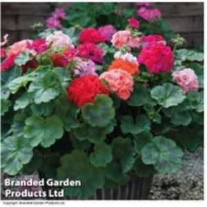 Mixed Summer Geranium Plug Plants - Flowering Bedding for Pots & Borders (30 or 60 Pack) | Wowcher