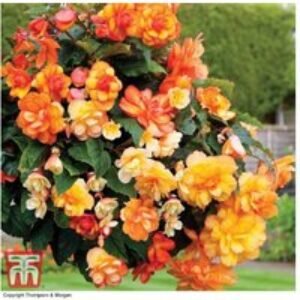 Mixed Summer Begonia Bedding Plants - 30 or 60 Plug Plants for Colourful Displays | Wowcher
