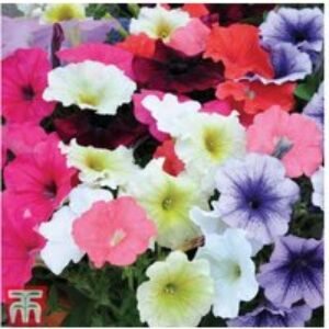Mixed Summer Petunia Plug Plants - 30 or 60 Flowering Annuals | Wowcher