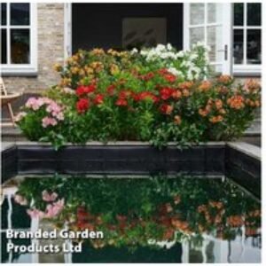 Alstroemeria 'Summer Rose' Perennial - Deep Pink Flowering Plug Plants (1 or 3 Pack) | Wowcher