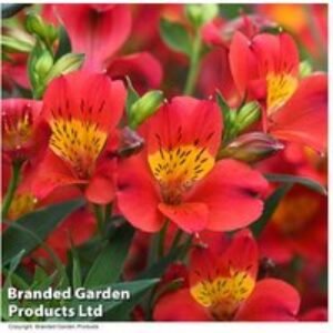Alstroemeria 'Summer Heat' Perennial - Easy-Care Flowering Plant | Wowcher