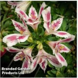 Alstroemeria 'White Pink Blush' Hardy Perennial - Flowering Plant | Wowcher