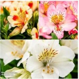 Alstroemeria Inticancha Sun Collection - Compact Flowering Perennial for Patio Pots | Wowcher
