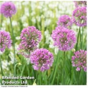 Allium 'Serendipity' Flowering Perennial Plant - Blue-Tinged Foliage