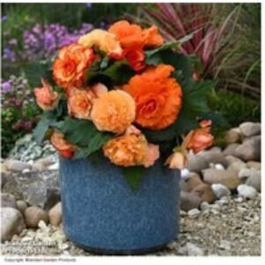 Begonia Majestic Apricot Shades - Flowering Bedding Plants (24 or 42 Plug Plants) | Wowcher